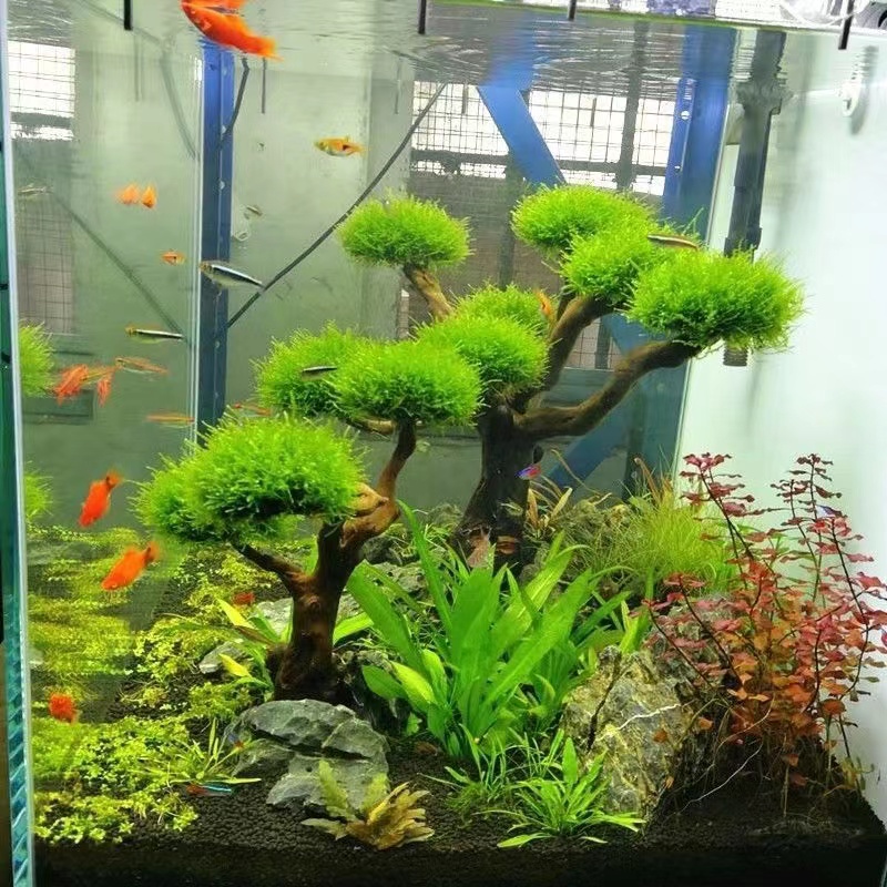 Aquarium Driftwood - Aquarium groenheid houten frame planten decoratie