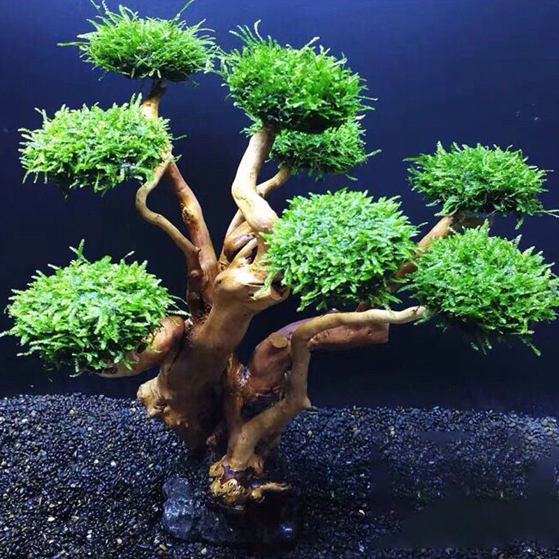 Aquarium groenheid houten fram - Aquarium Driftwood recensie en prijs