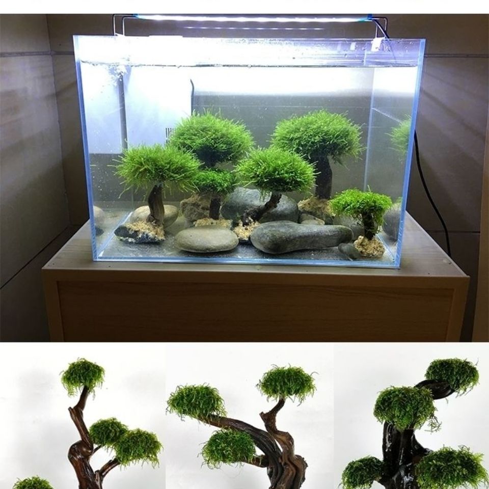 Aquarium groenheid houten fram - Aquarium Driftwood recensie en prijs