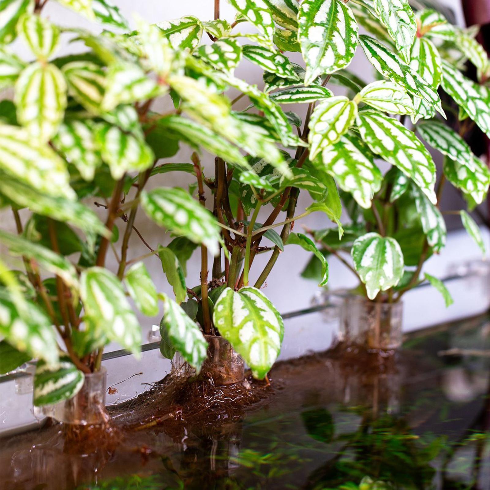 6 stuks aquariumplantenhouders - Aquarium Plant Holder recensie en prijs