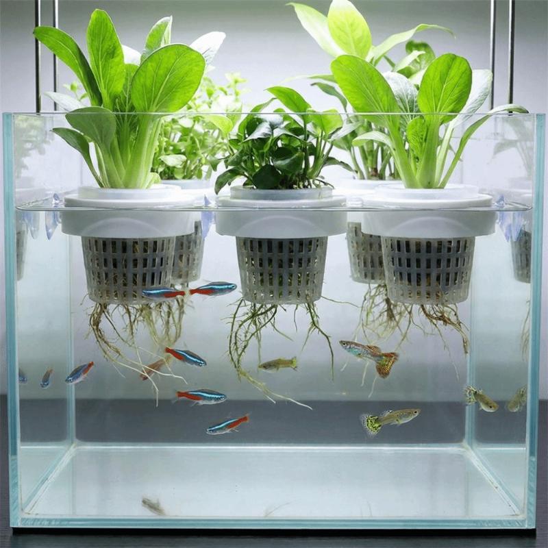 Drijvende plantenmand voor wat - Aquarium Plant Holder recensie en prijs